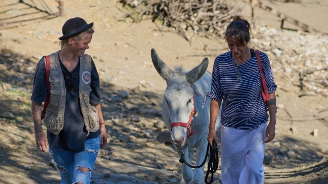 Donkey Dreamland